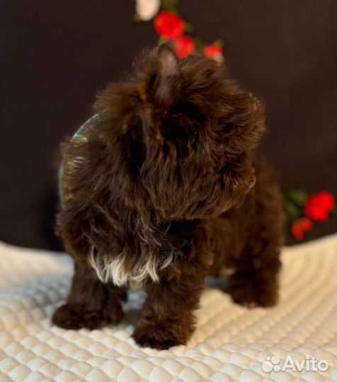 Мини шоколадный Йорк мальчик