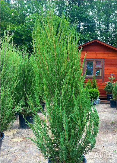 Можжевельник Блю Эрроу С3/Доставка