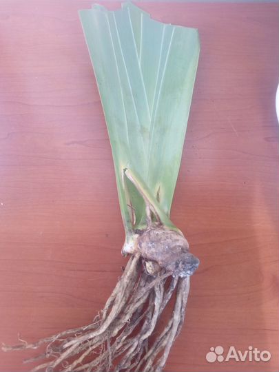 Ирис бородатый grand amiral (Cayeux, 2000)