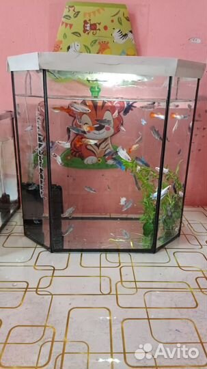 Аквариумные рыбки петушок