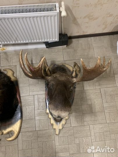 Чучело головы лося