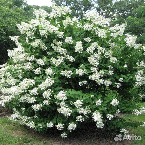 Гортензия метельчатая и древовидная черенки