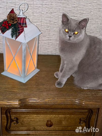 Британские котята