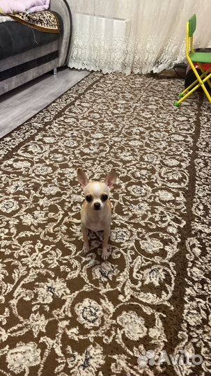 Вязка чихуахуа