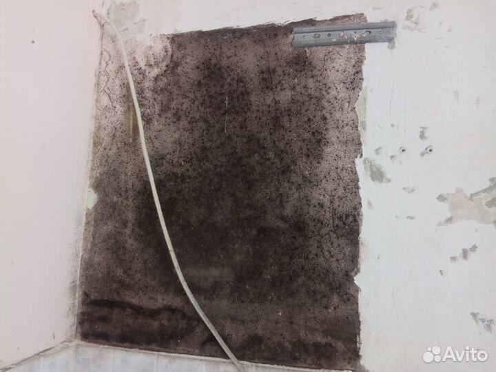 Удаление Плесени Грибка Экспертиза