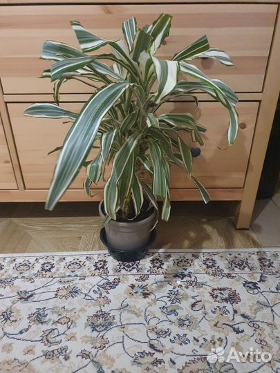 Пальма драцена