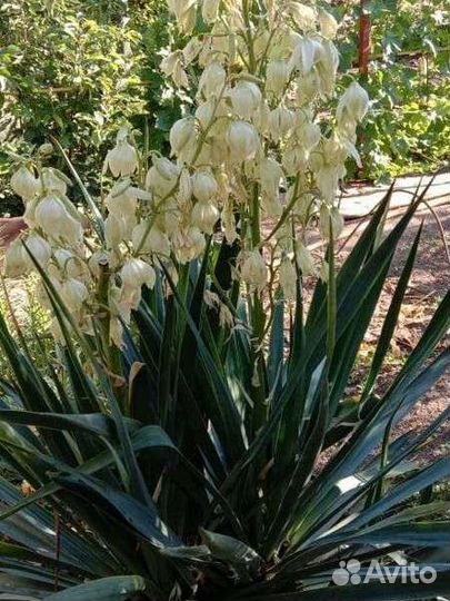 Цветы и кустарники