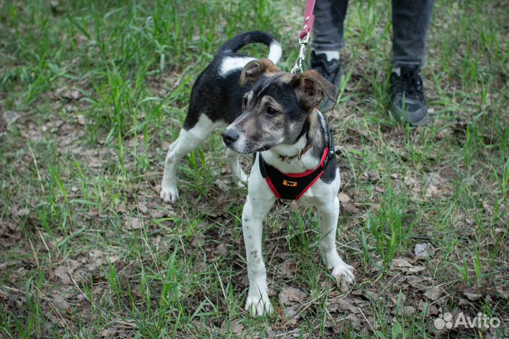 Майкл очень хочет стать домашним