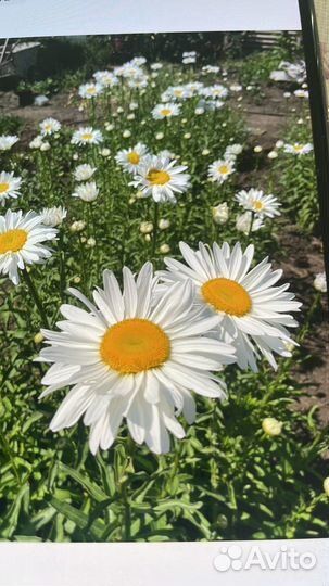 Ромашка срез