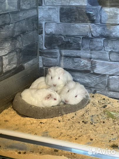 Морские свинки шелти