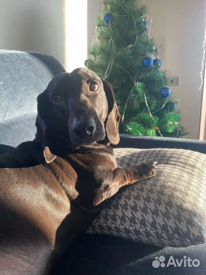 Такса вязка, ищу спутницу