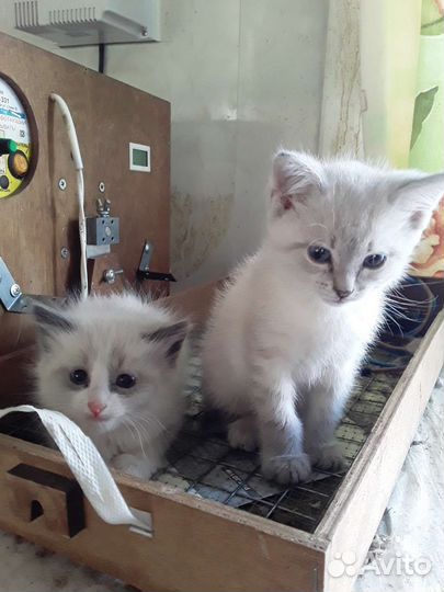 Котята в добрые руки (новые фото)