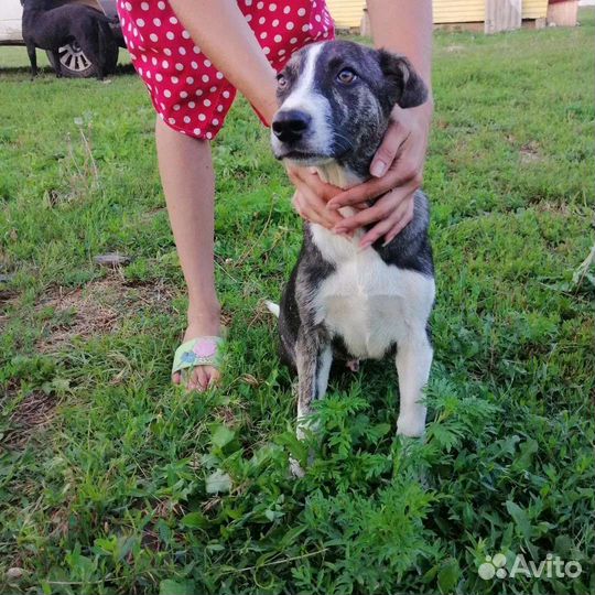 Султан ищет дом