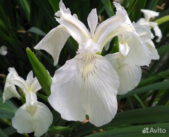 Кустарники,многолетники,девичий виноград