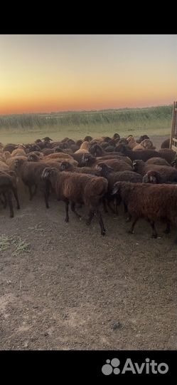 Эдильбаевские ярочки