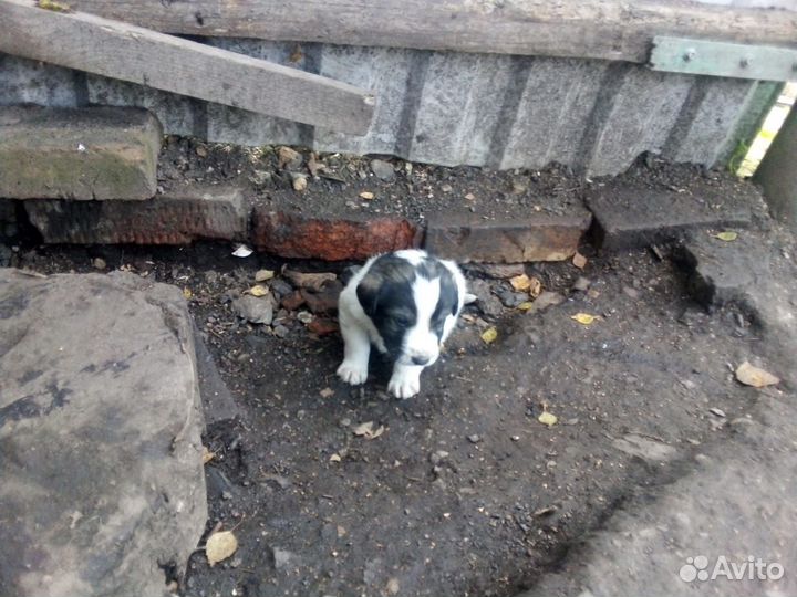 Метисы немецкой овчарки