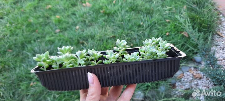 Детки суккулентов