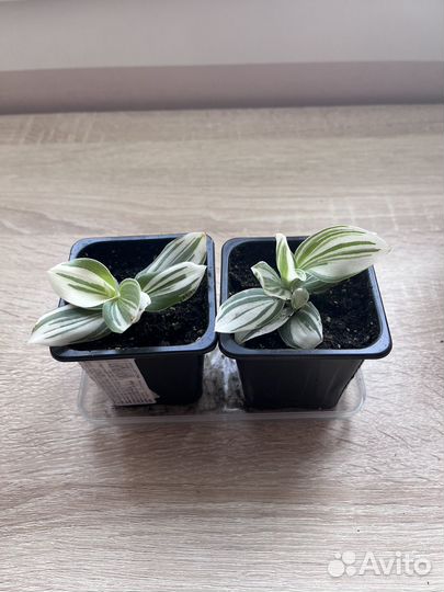 Домашнее растение (Традесканция)