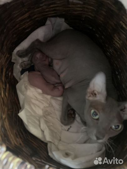 Донской сфинкс котята