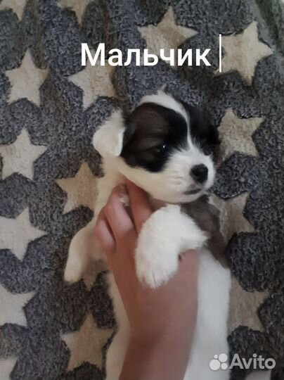 Отдам щенков