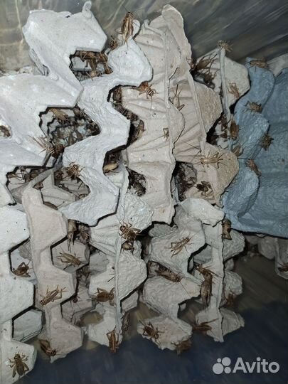 Сверчок домовой