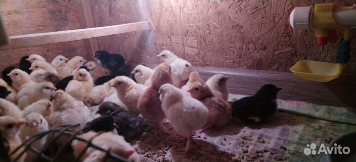 Цыплята суточные несушки