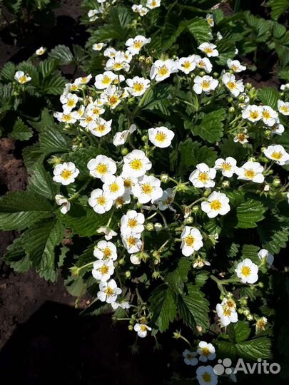 Рассада (саженцы) земклуника