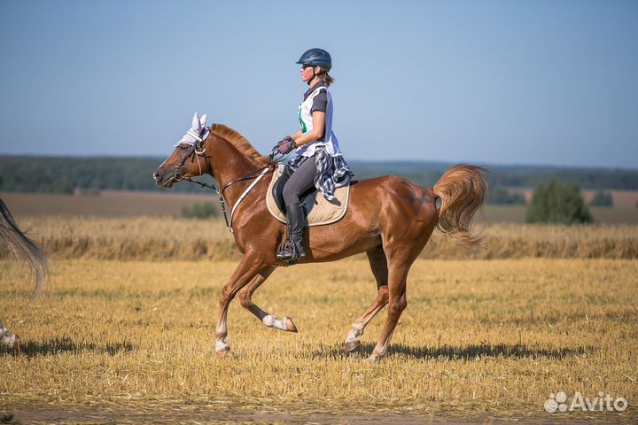 Три мерина в прокат, спорт, хобби