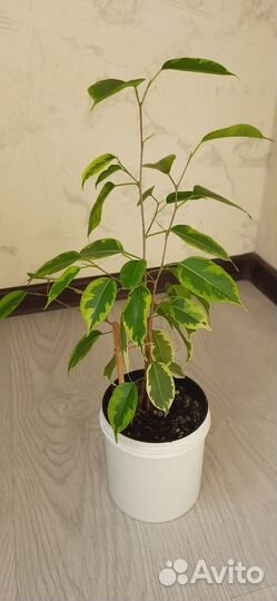 Фикус бенджамина