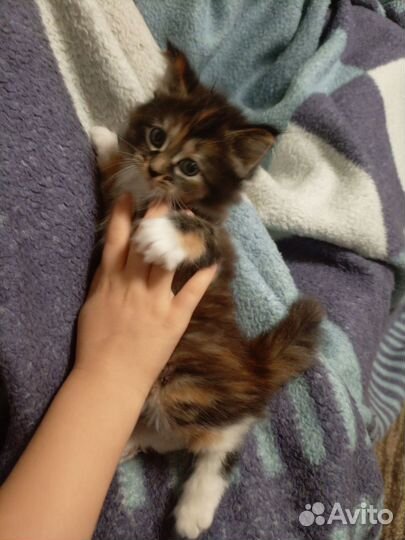 Сибирская кошка