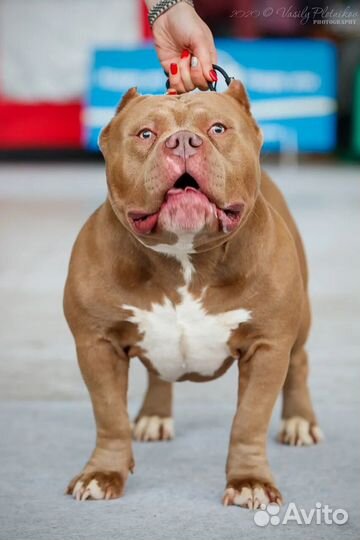 Чемпион авкс Вязка американский булли