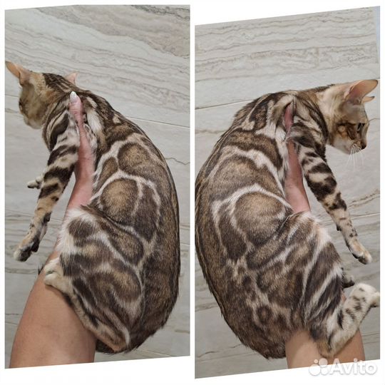 Бенгальский кот