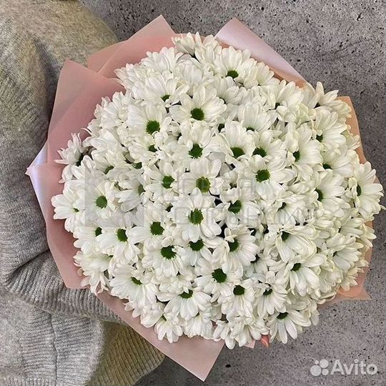 Хризантема