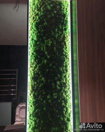 Мох стабилизированный оптом и в розницу