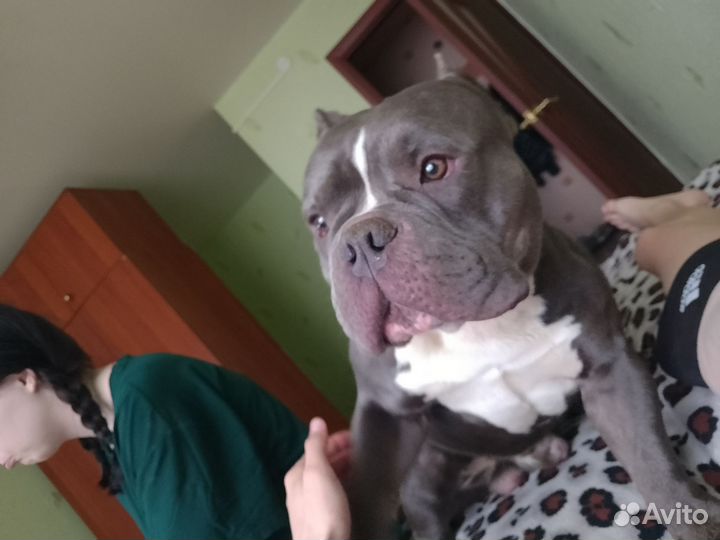 Вязка собак американский буль
