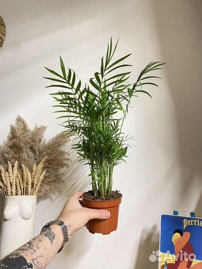 Пальма хамедорея элеганс