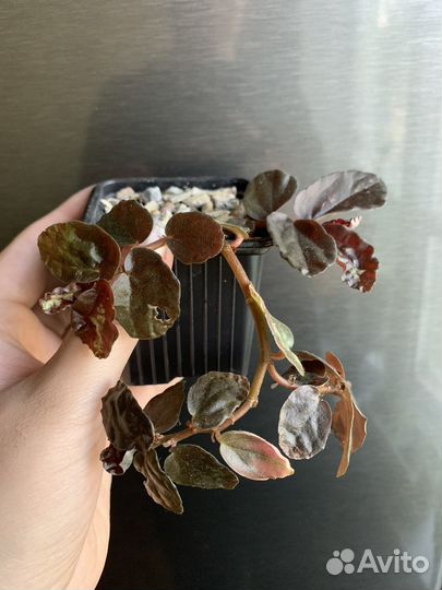 Пеллиония ползучая