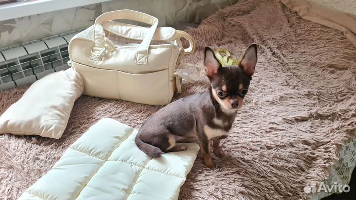 Сумка переноска на лето для маленьких собак новая