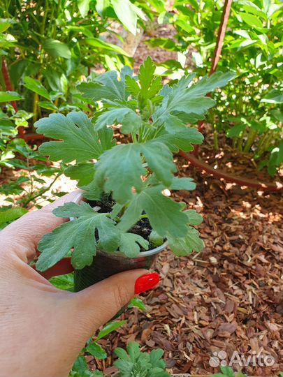 Хризантемы мультифлора