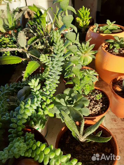 Суккуленты