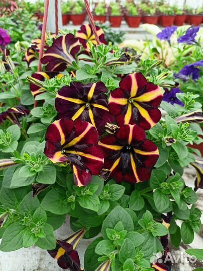 Петуния в кашпо