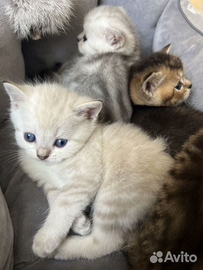 Шотландские котята