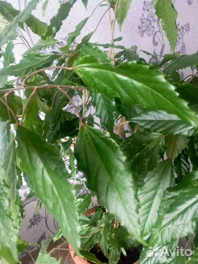 Гибискус китайская роза