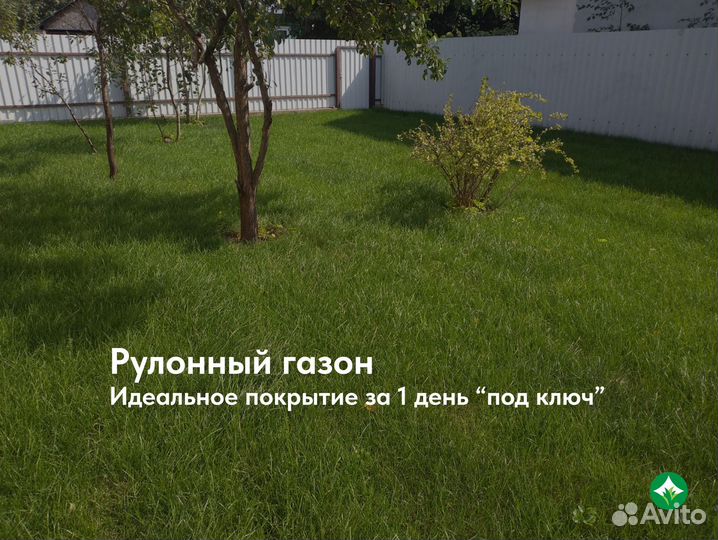 Рулонный газон, Сезонное обслуживание газона