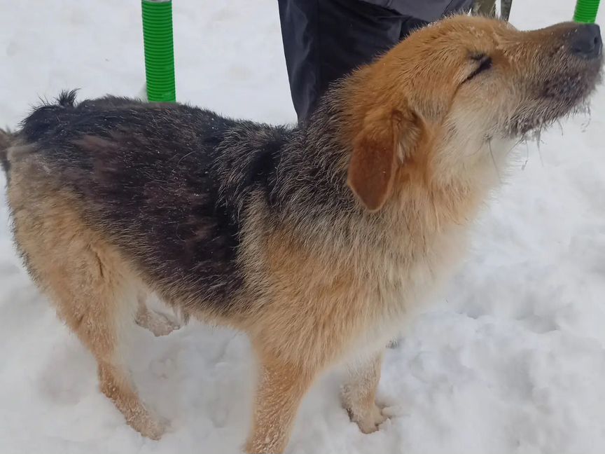 Ищем дом нежной "девочке"