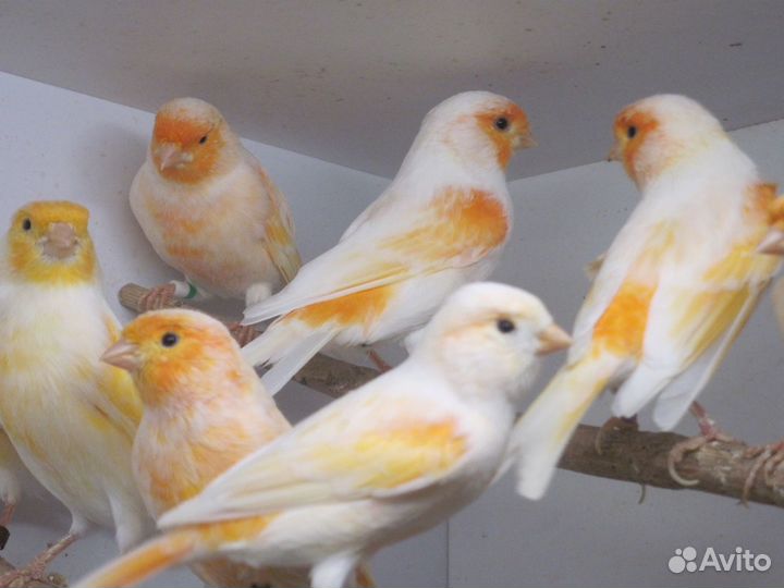Кенара и канарейки