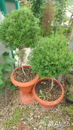 Миртовое дерево