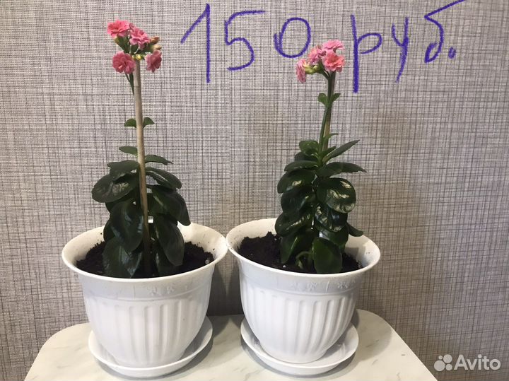 Спатифиллум