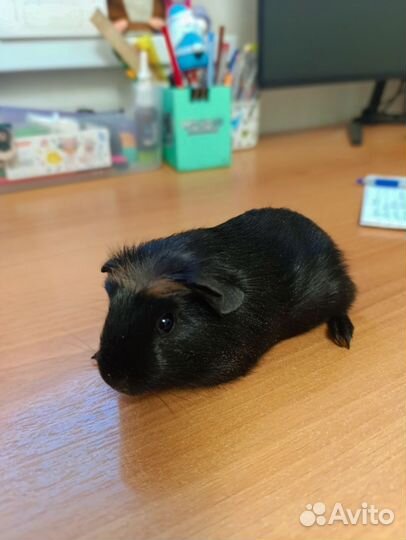 Морская свинка крестед