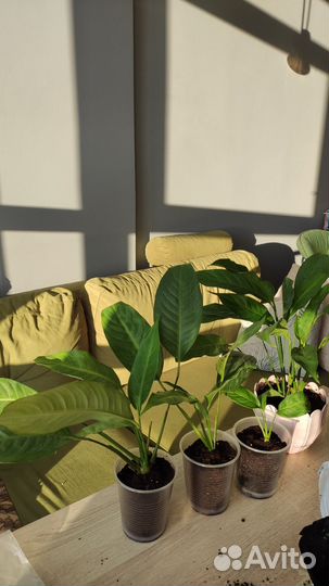 Спатифиллум уоллиса женское счастье